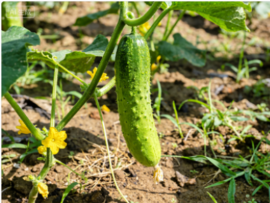 1770625878548998.png 6505e15561500f0cafcf502d3f65a5fb.png